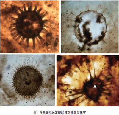老种与新种对比:品质、特性及价值的全方位剖析
