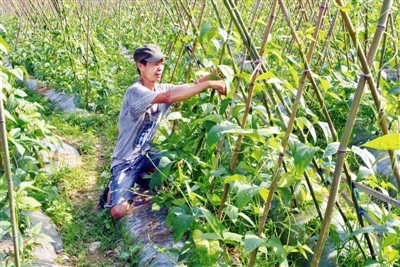 走进县域农业实地：田间地头的别样景象与丰收故事